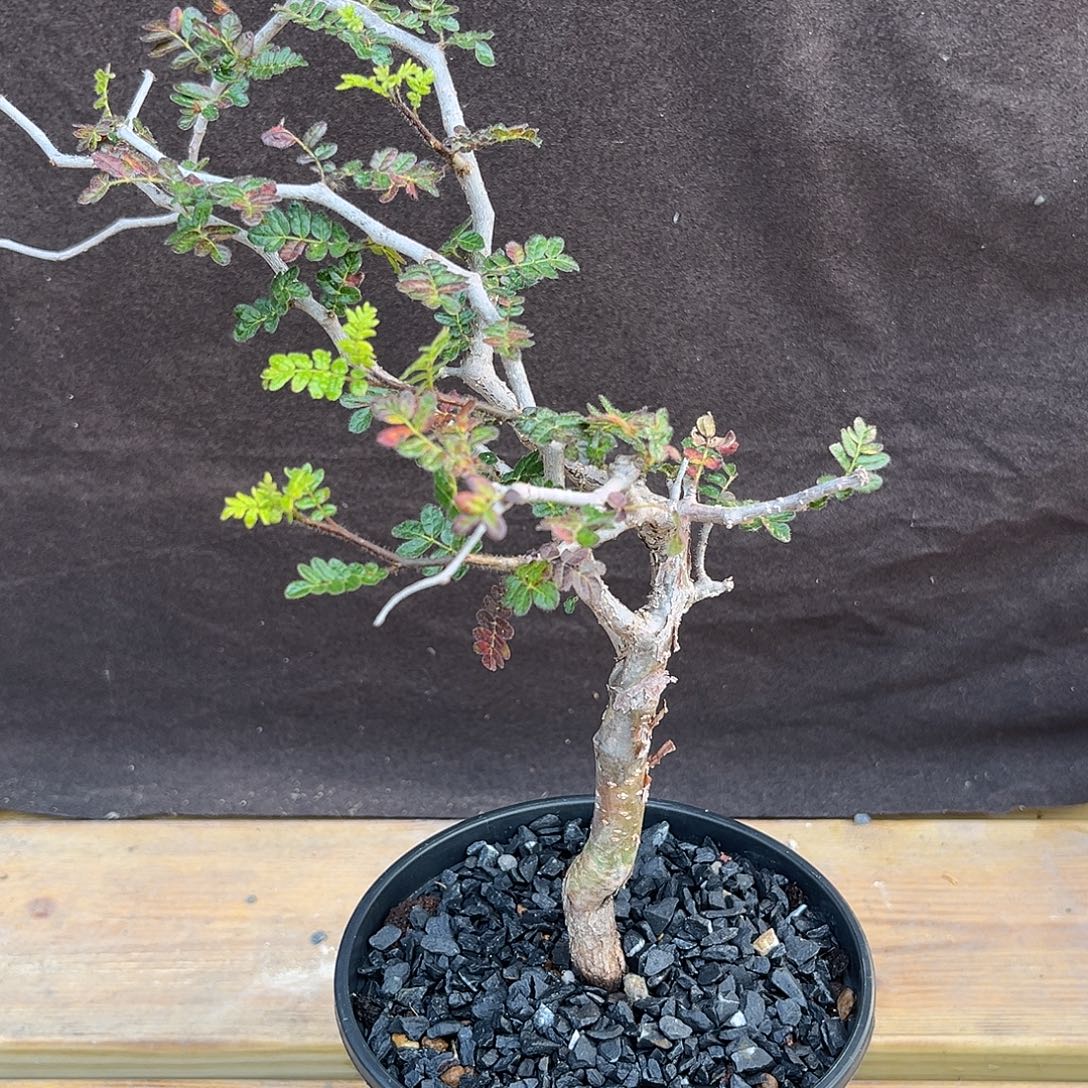 汤圆植物飘枝滔天橄榄