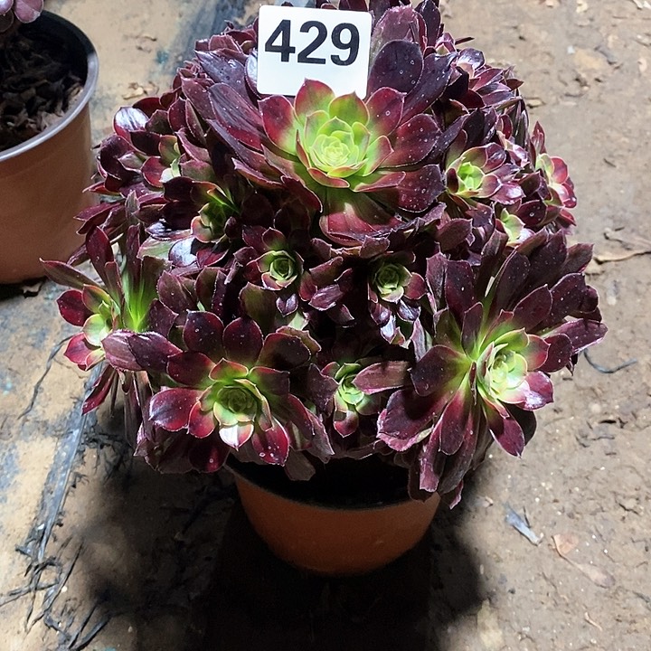 法师植物一物一拍