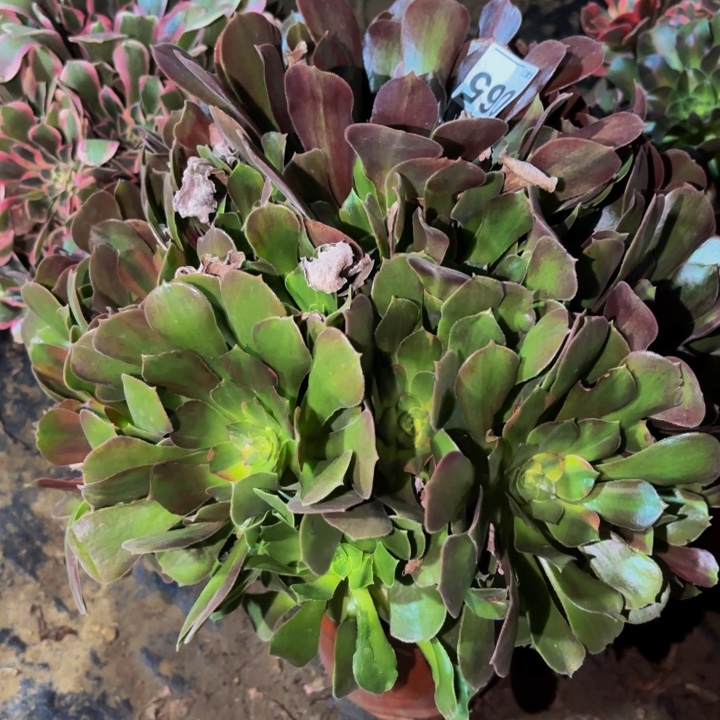 0654邵修七彩多肉植物不售后