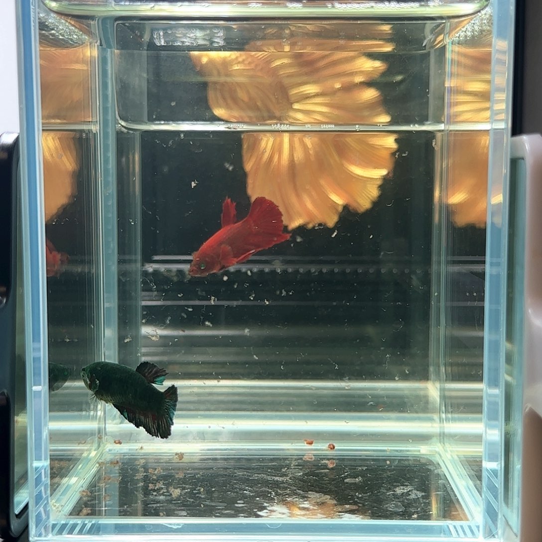 斗鱼活体观赏鱼好养耐活