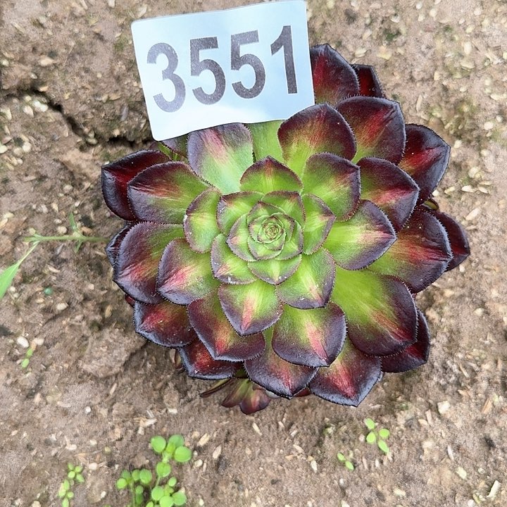 4-3351海王七彩多肉法师