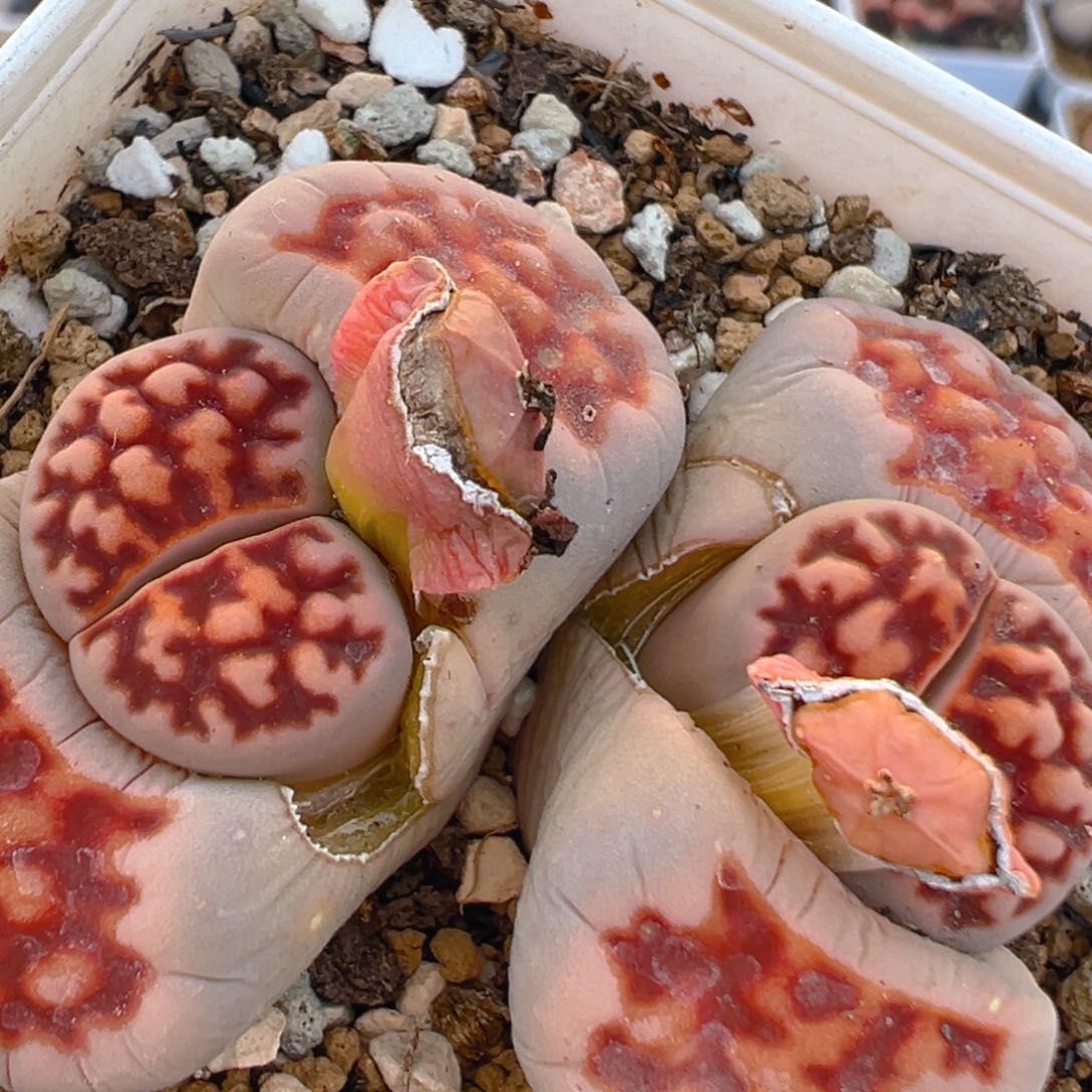 173多肉植物百科知识