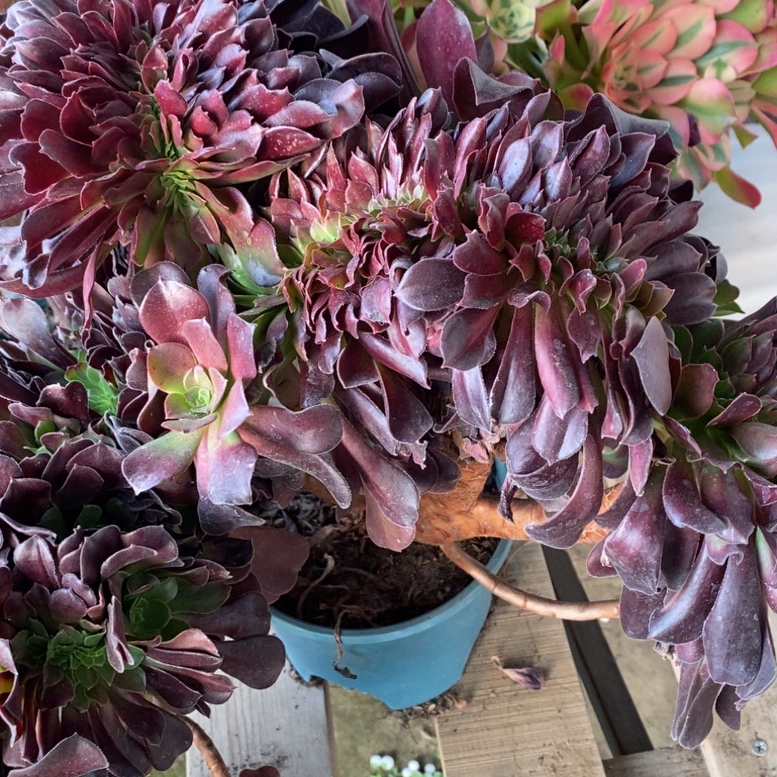 欧紫缀化1颗多肉多肉