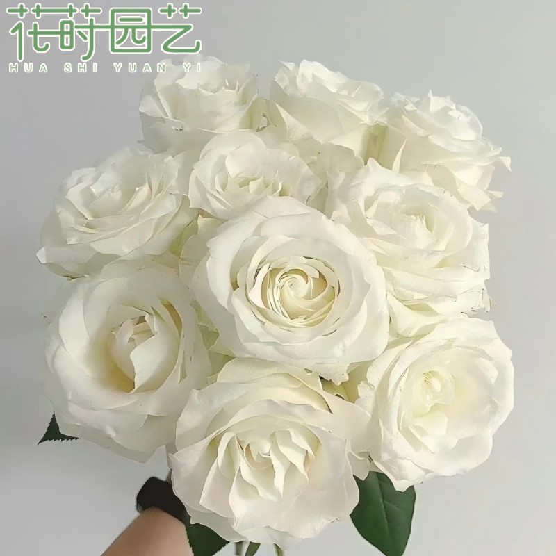 花莳园艺 1加扦插【气场+骄傲】月季花苗盆栽花园植物
