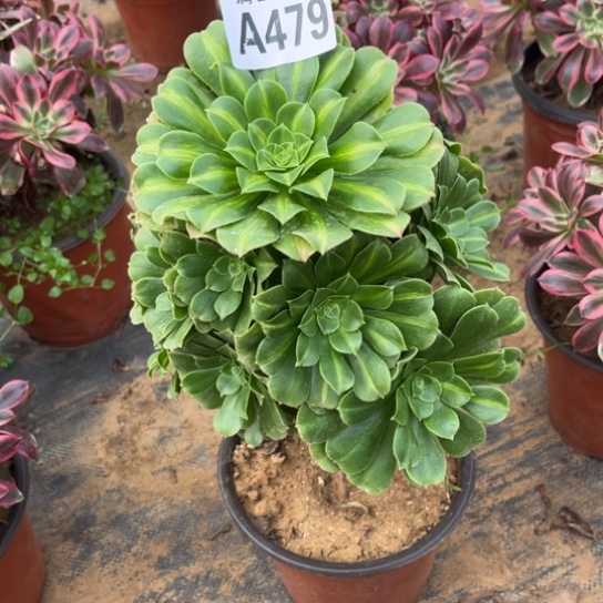 479琉璃翡翠不包断枝