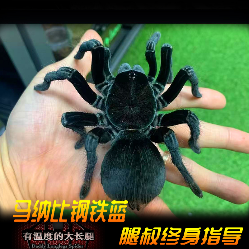 腿叔~ 马纳比钢铁蓝 pam.sp.manabi 收藏级体型仅次于玻钢的Pam