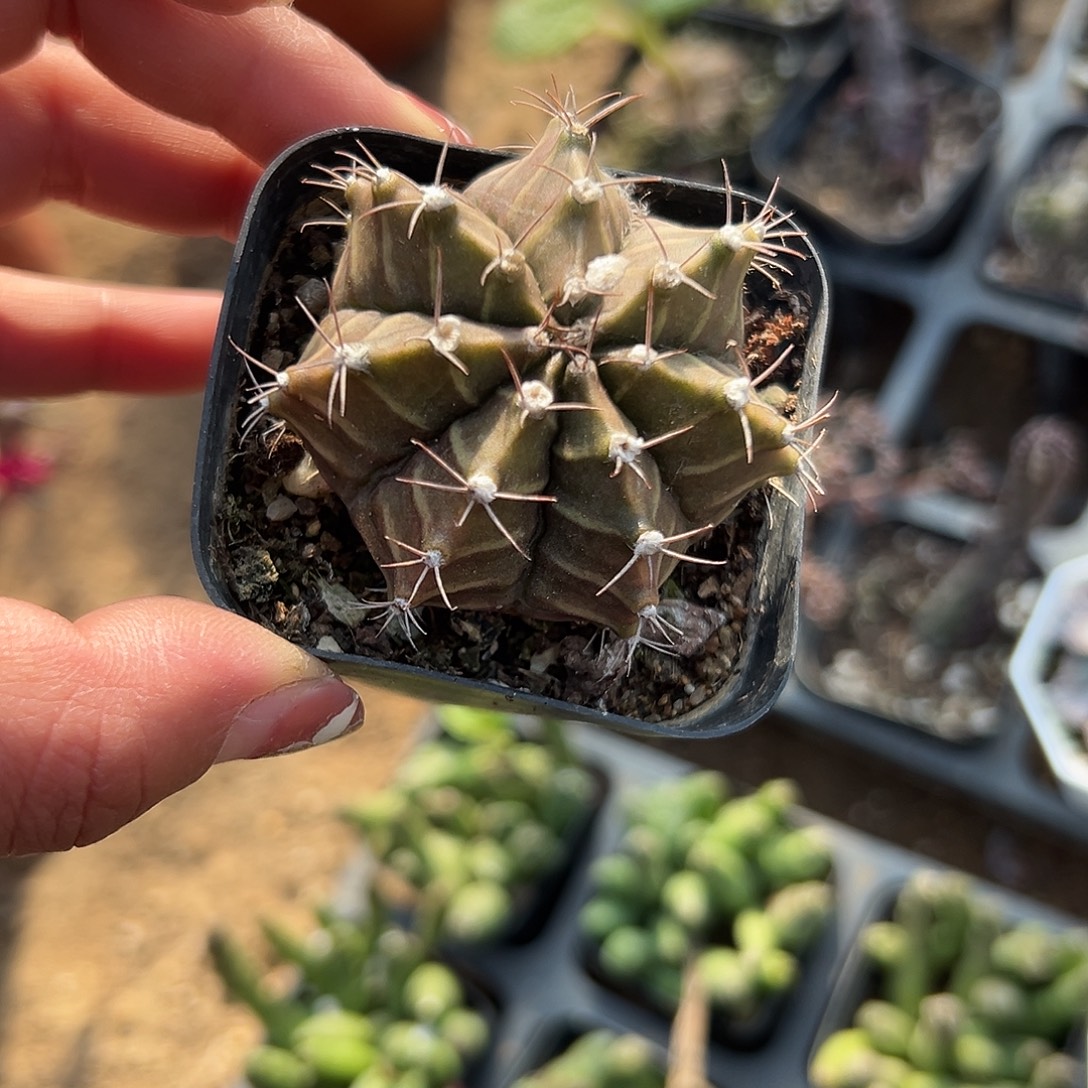 多肉植物肋骨牡丹