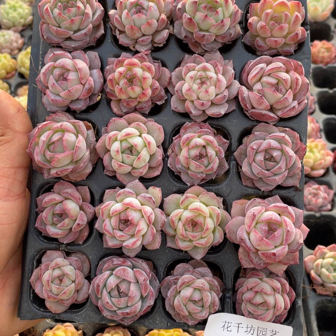 一物一拍20棵小苗10-164