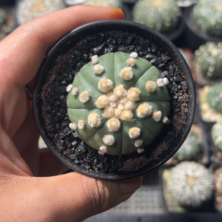 一物一拍仙人球兜