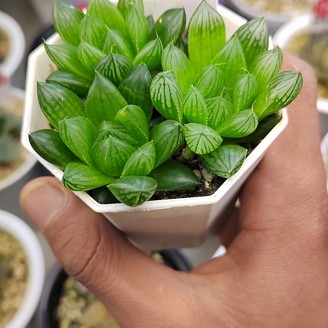 23号实生玉露一盆