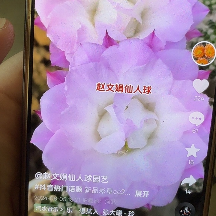 仙人球彩草歪卓雅