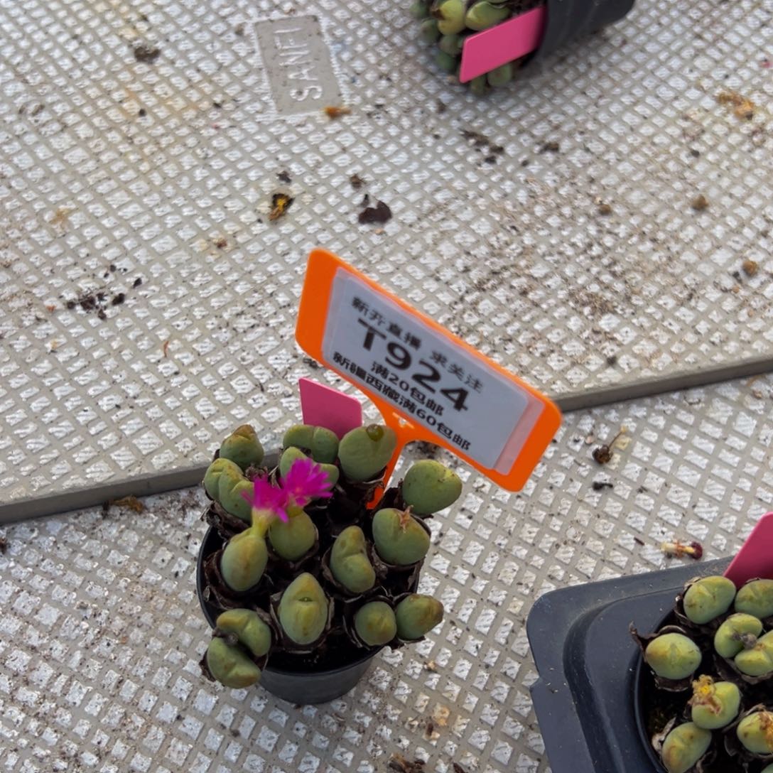 924 一物一拍，默认有伤，介意勿拍，不退不换