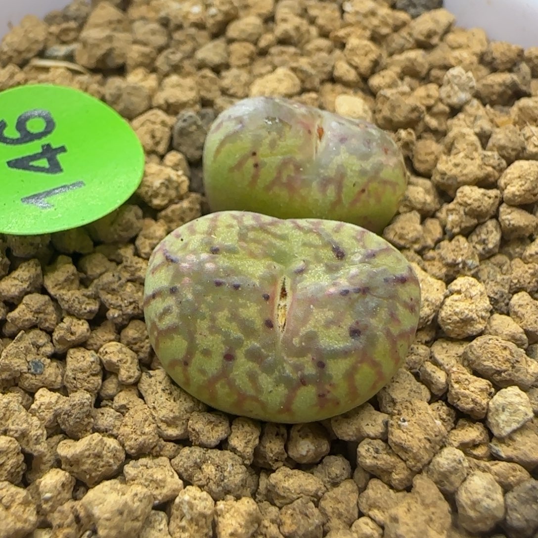 杂交群生多肉植物146