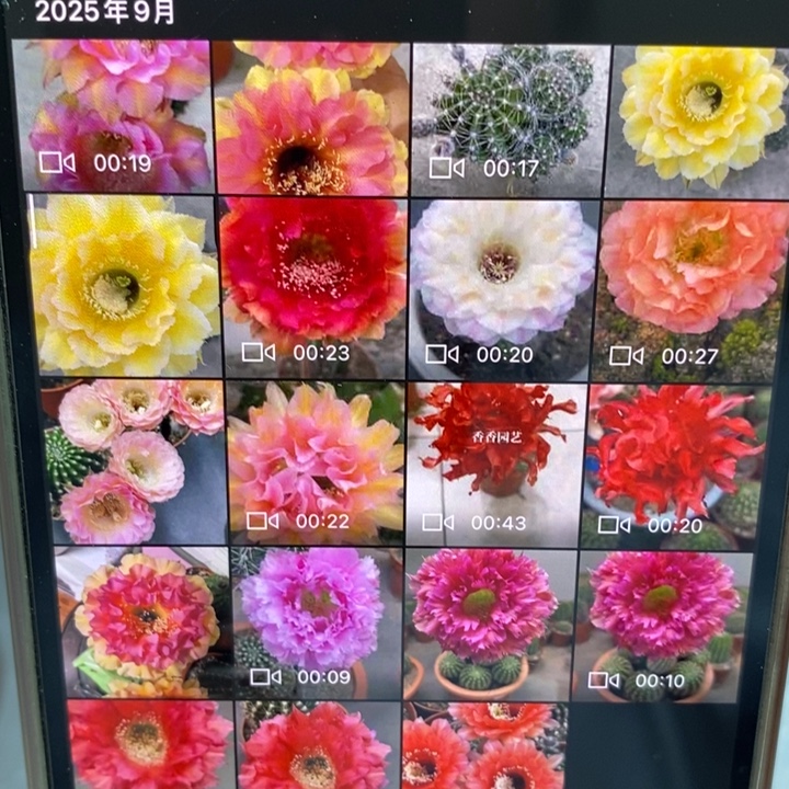 香香实生彩草7-8公分左右