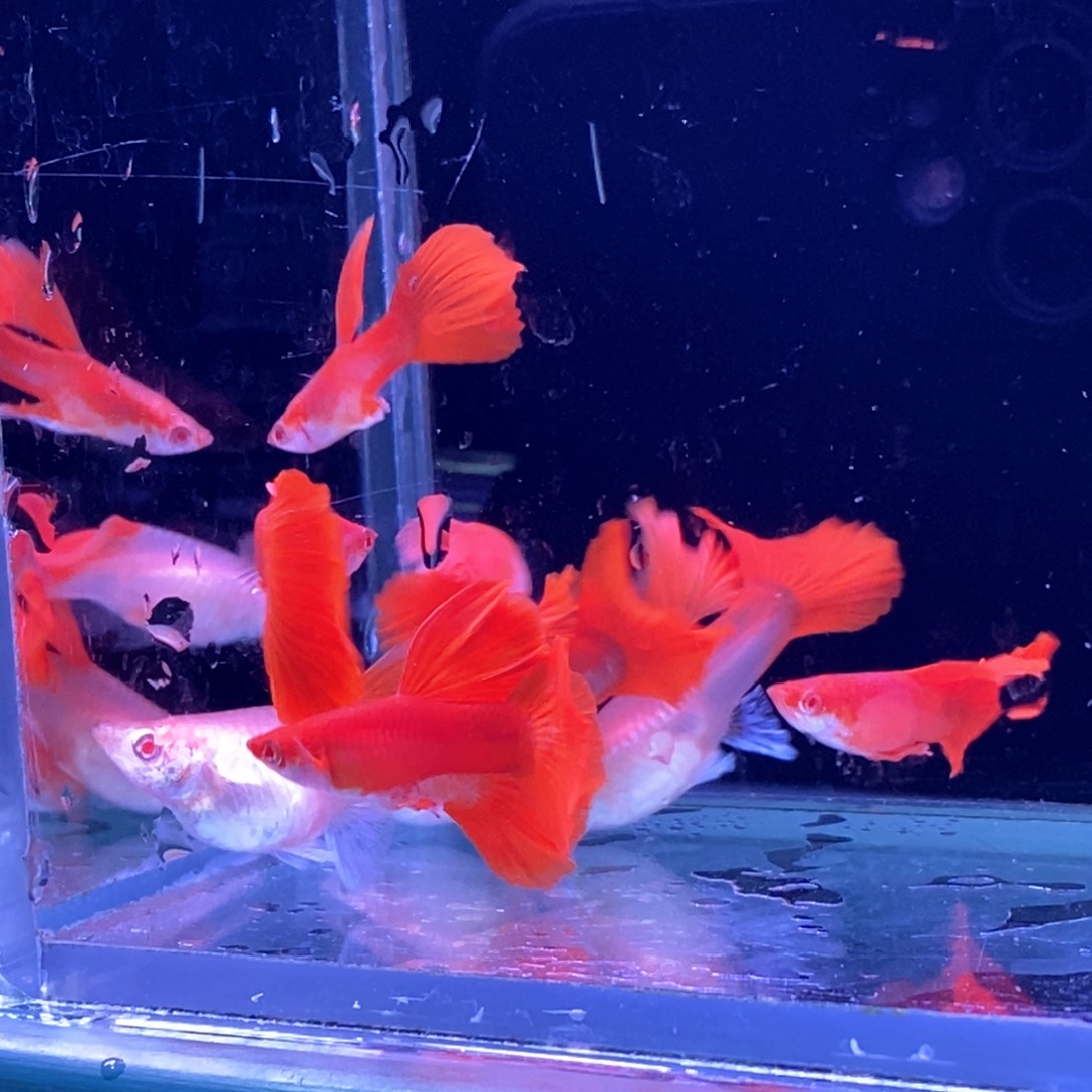 孔雀鱼血红玫瑰4对