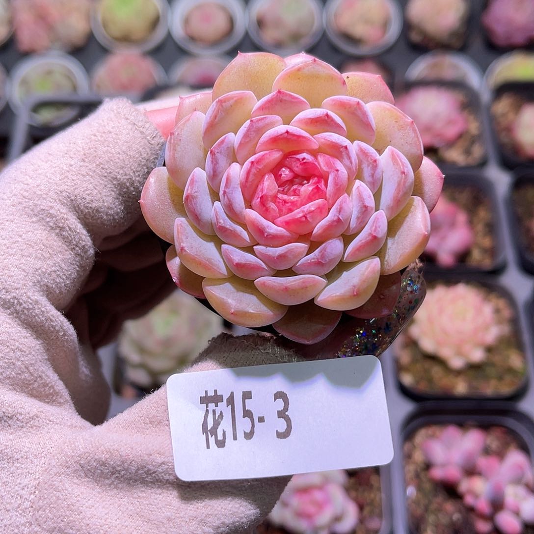 花利美15-3糖心新品