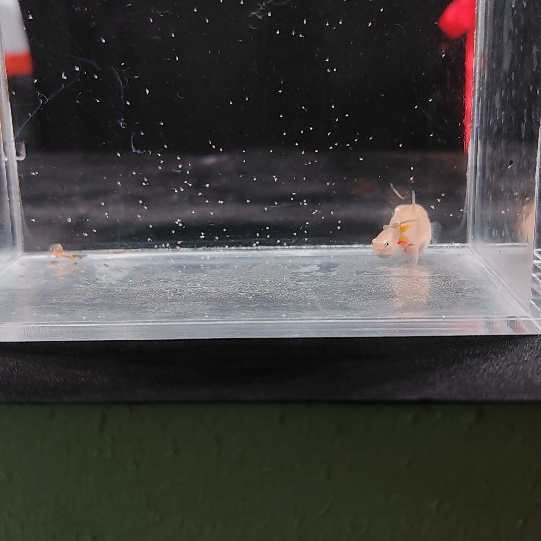 孔雀鱼编号39黄化双剑球