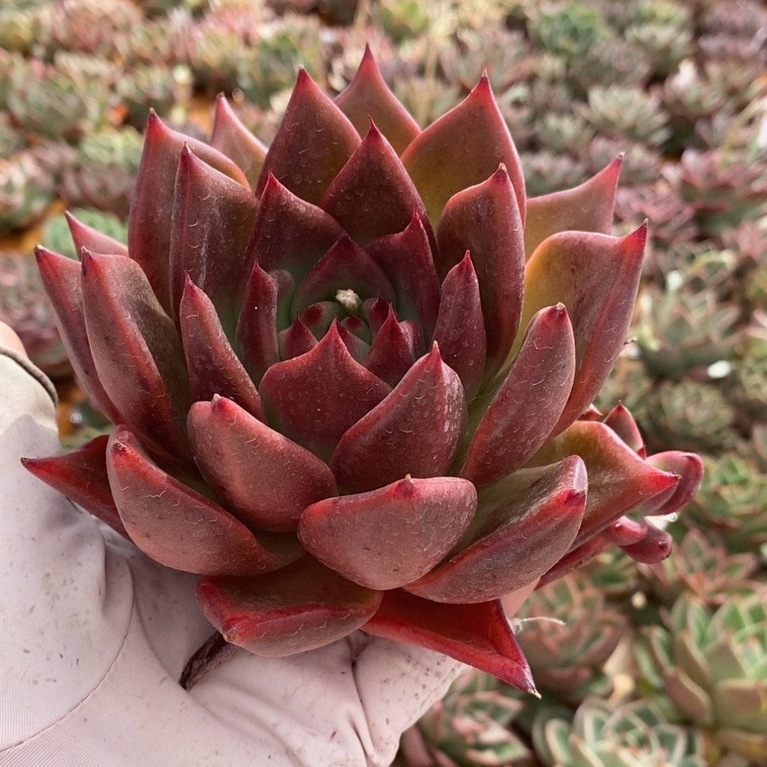 无花朵178号东云系多肉植物