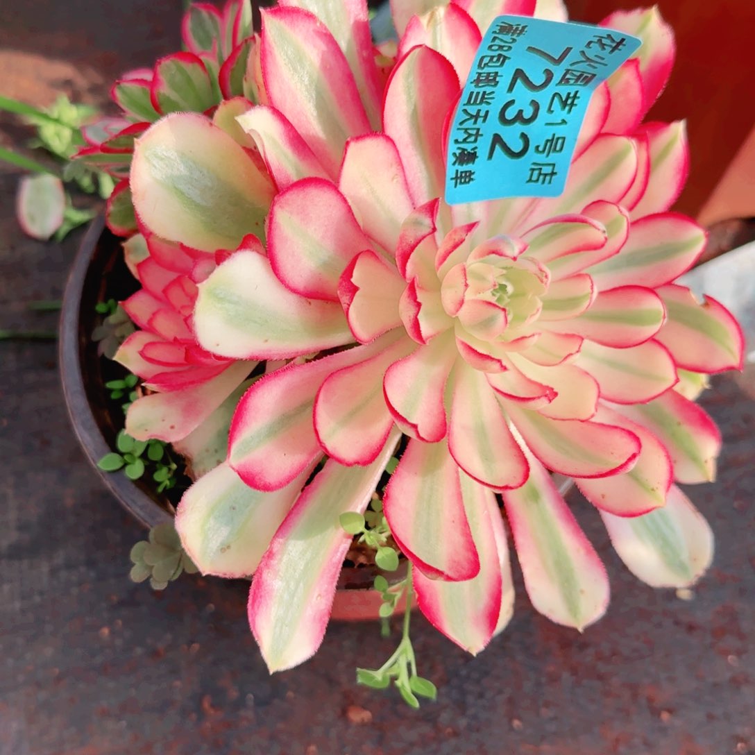 孔雀翎7232多肉植物