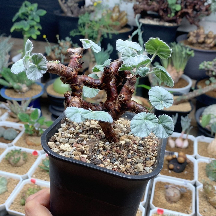 产地枝干洋葵母本带盆