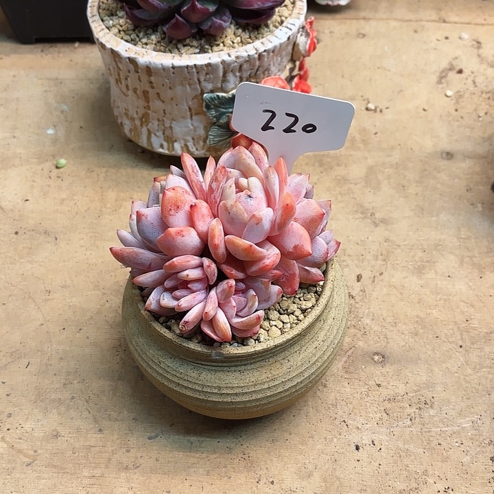 多肉植物，橙梦露220号