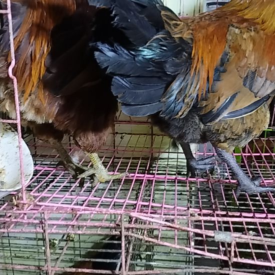 2天中国大陆贵州土鸡