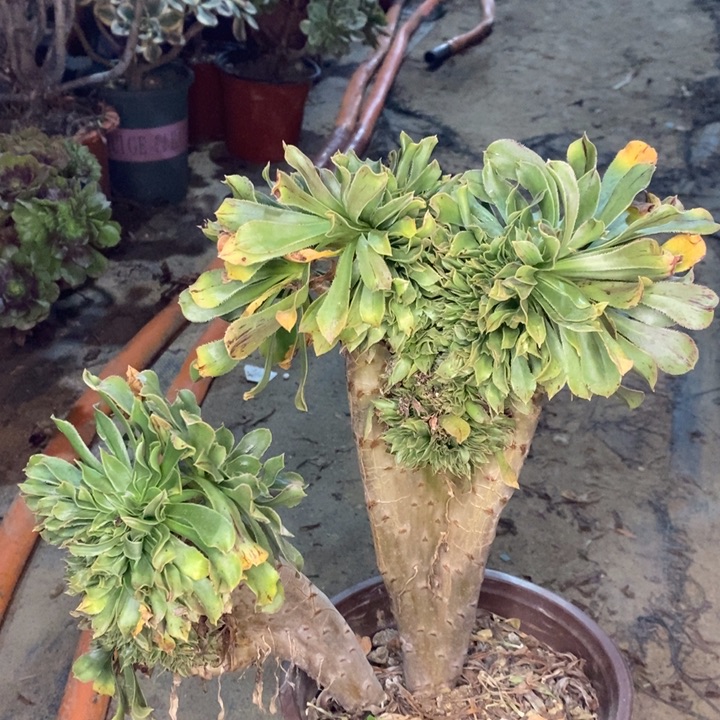 原始绿缀多肉植物20