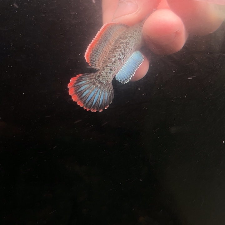 海水鱼鬼王蓝宝石雷龙