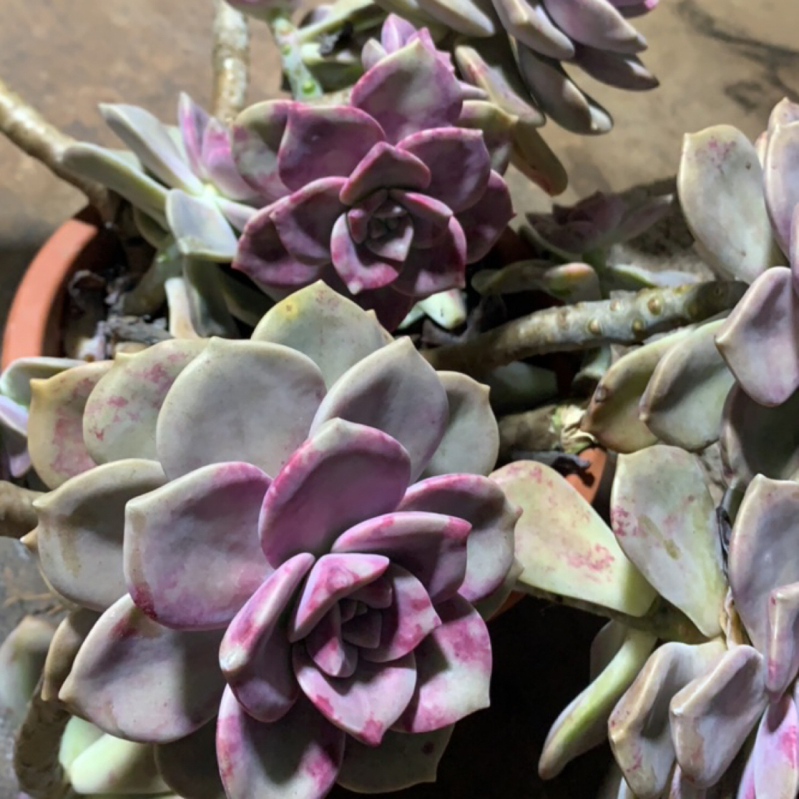 皮实好养紫乐多肉植物适合阳台新手养护
