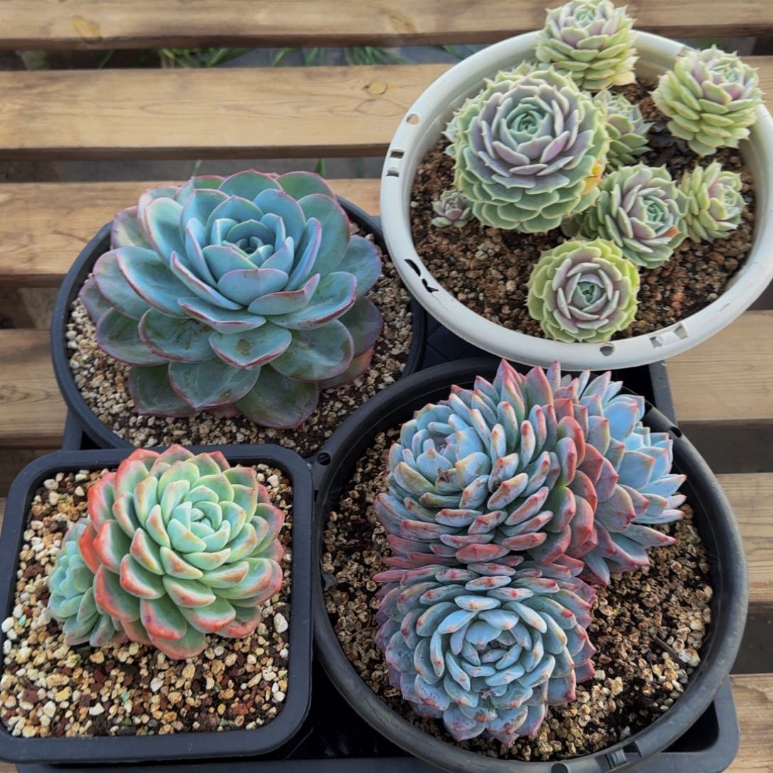 四颗组福利不包损3