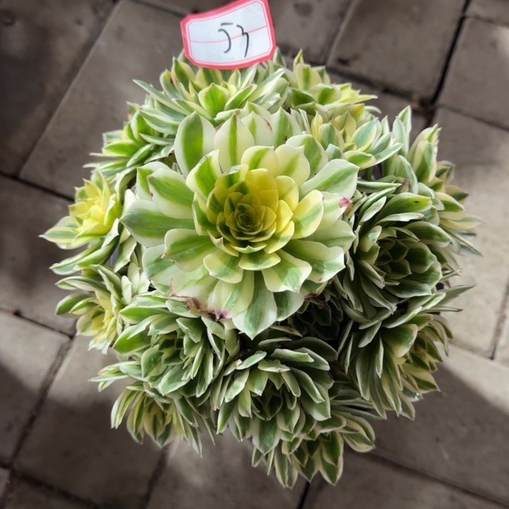 53号伊丽莎白法师多肉植物