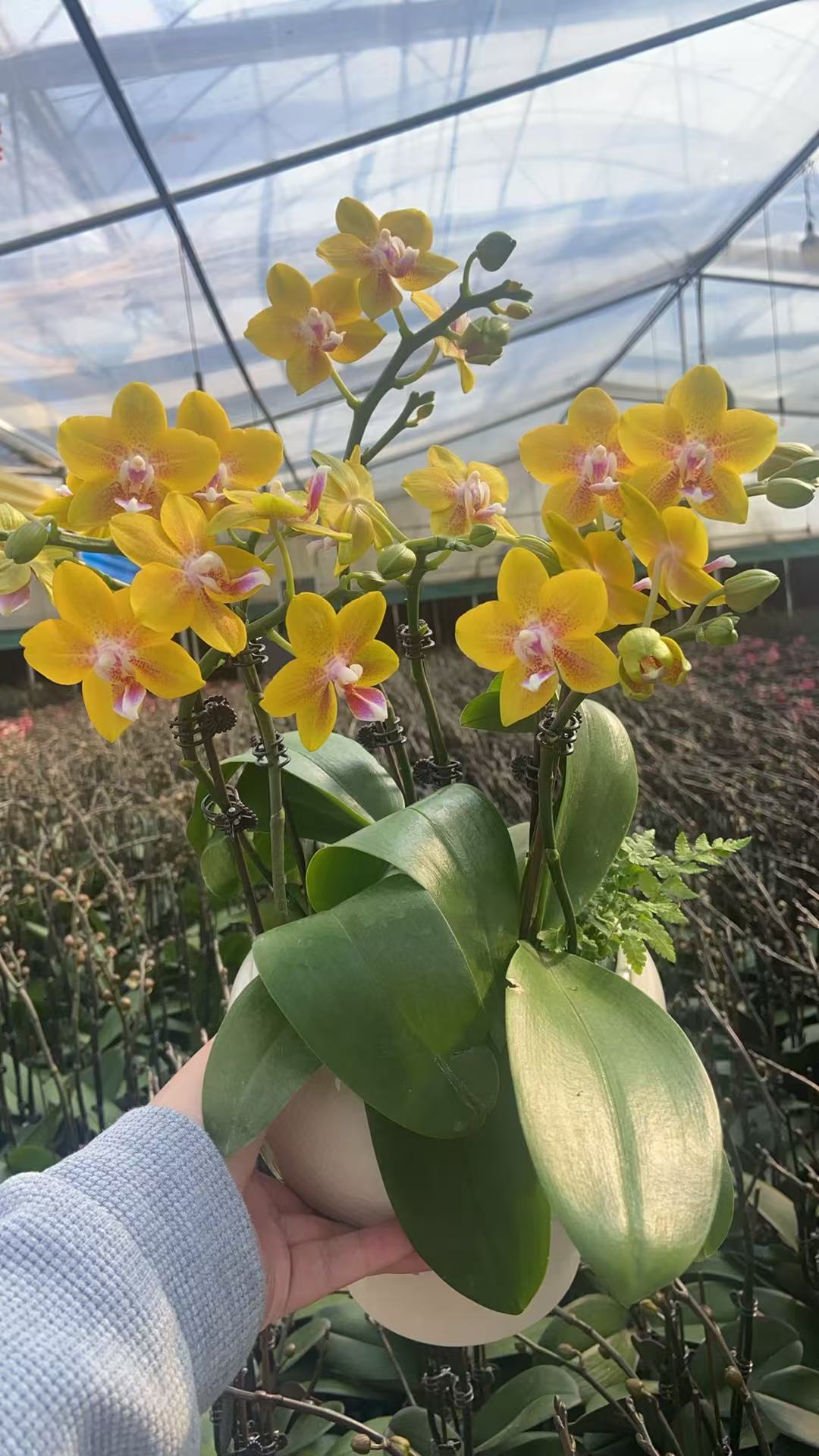 【彼自豪】欧品精品蝴蝶兰花期长一年开花多--XM专属01