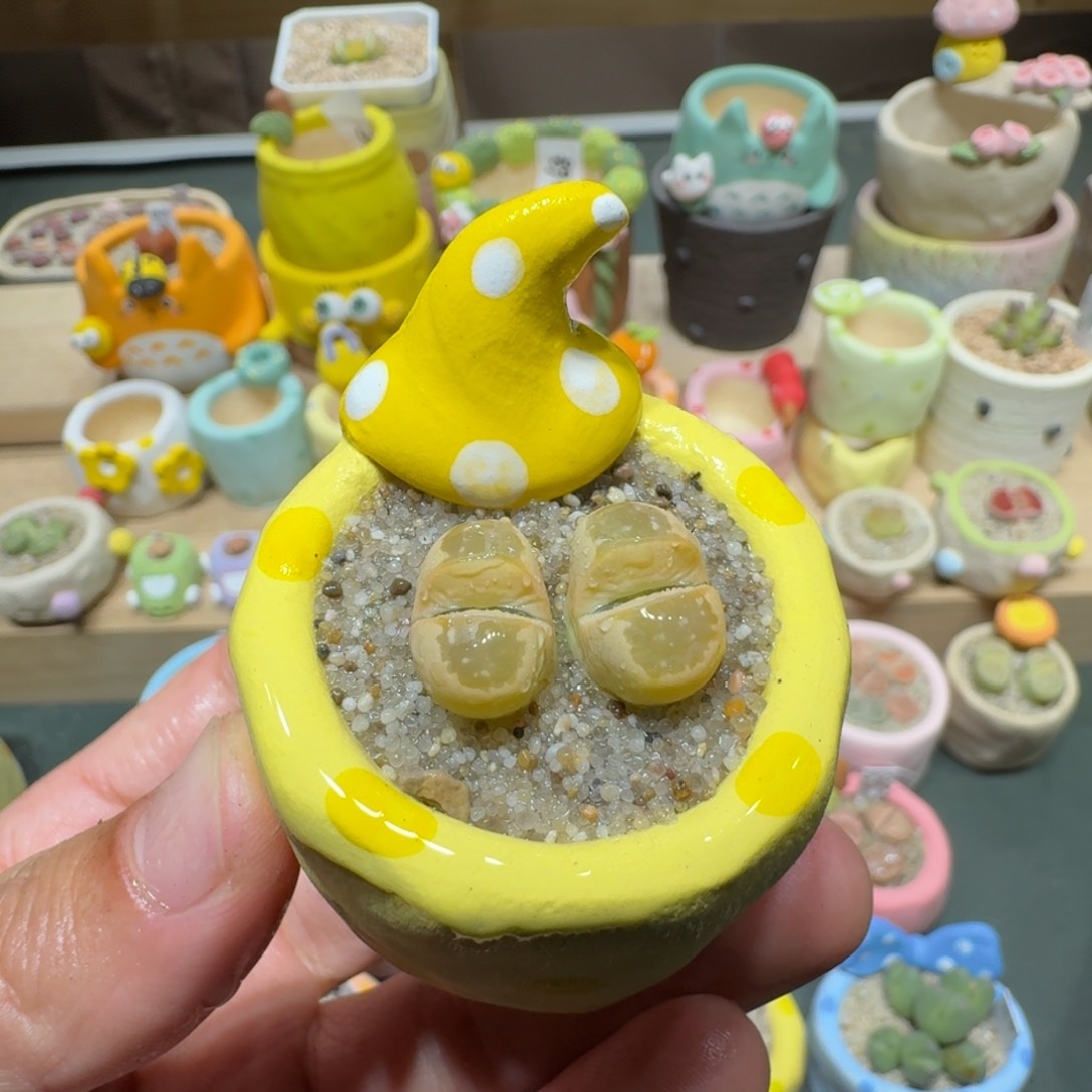 红陶蘑菇277橄榄