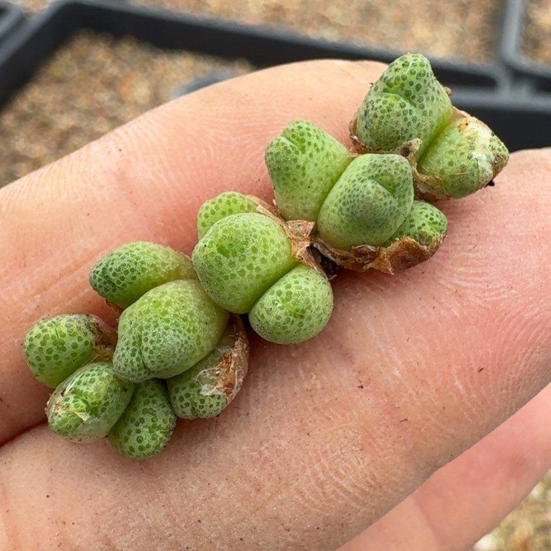 220五颗955d斑马55883698