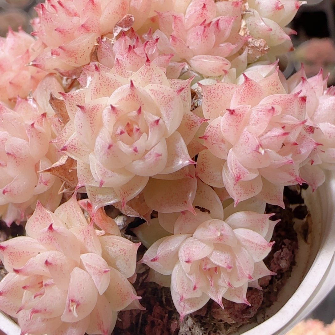 花语多肉1219-124粉魔仙散