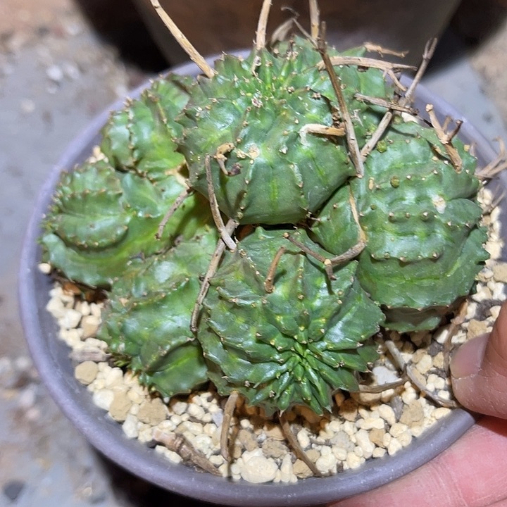 满38包邮2天凑单，脱土晾根发货多肉植物法利达朵朵缀