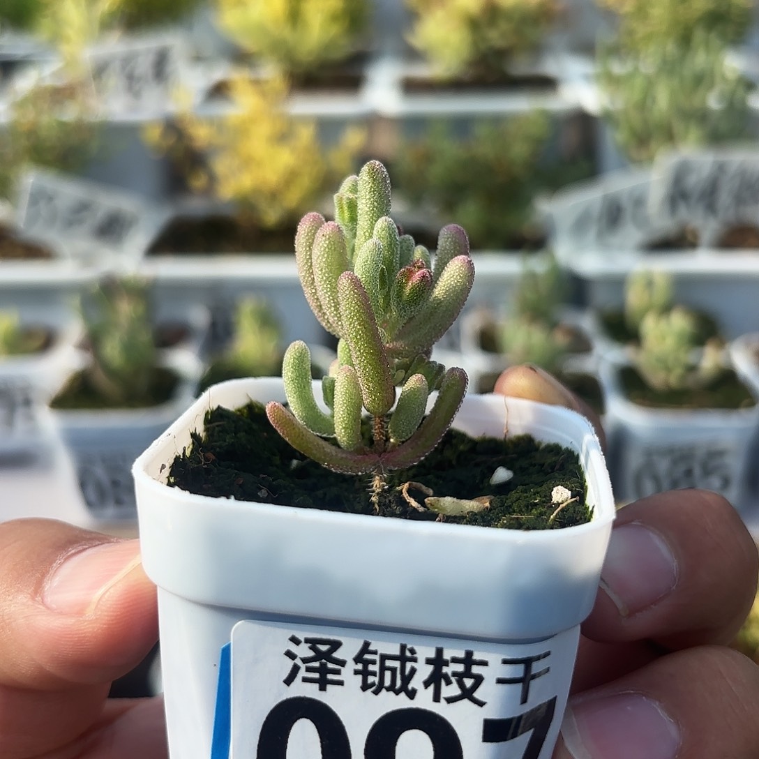 097枝干番杏钻石紫闪光