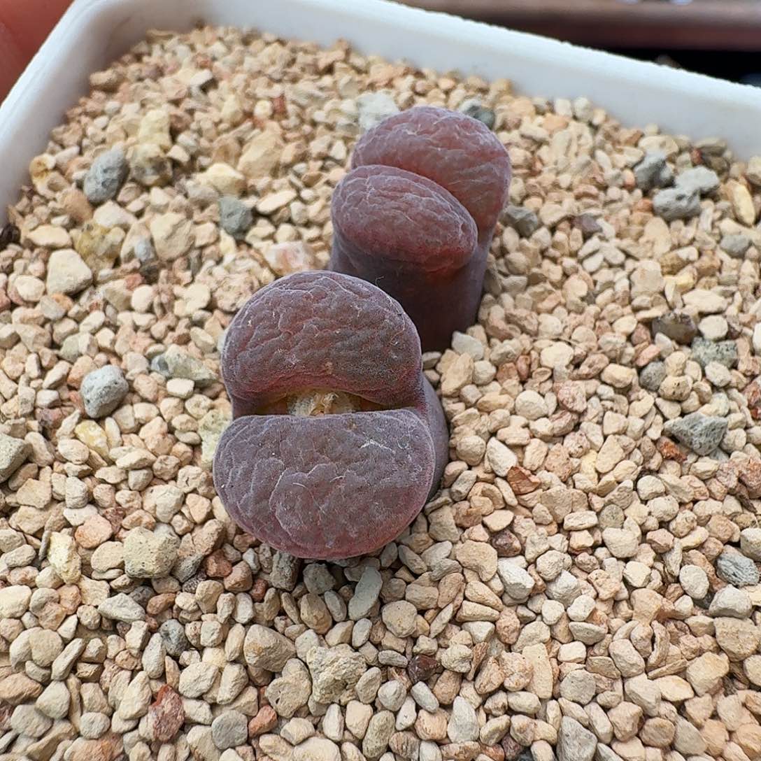 多肉植物福利风铃463