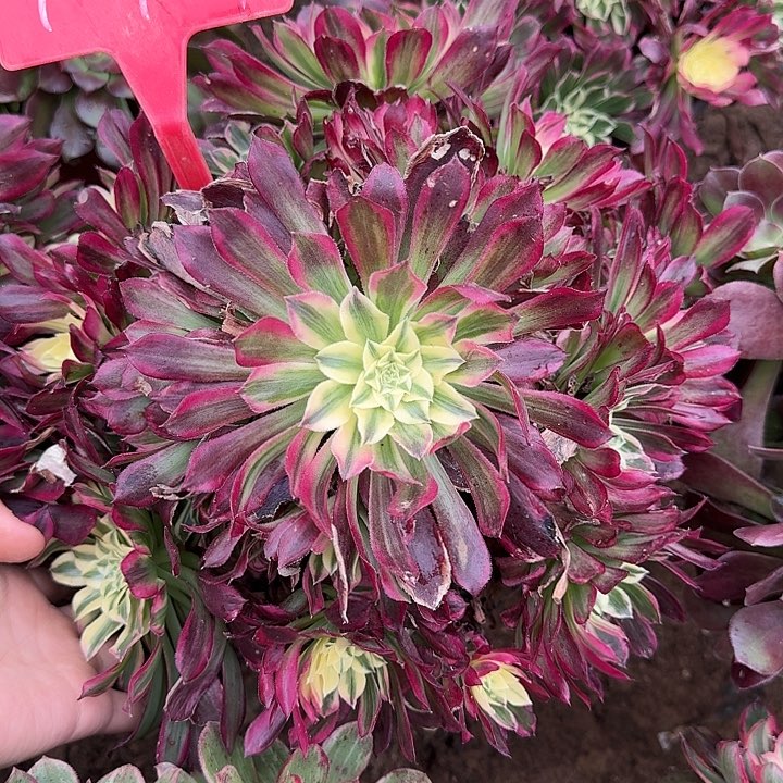 4+124天合多肉法师