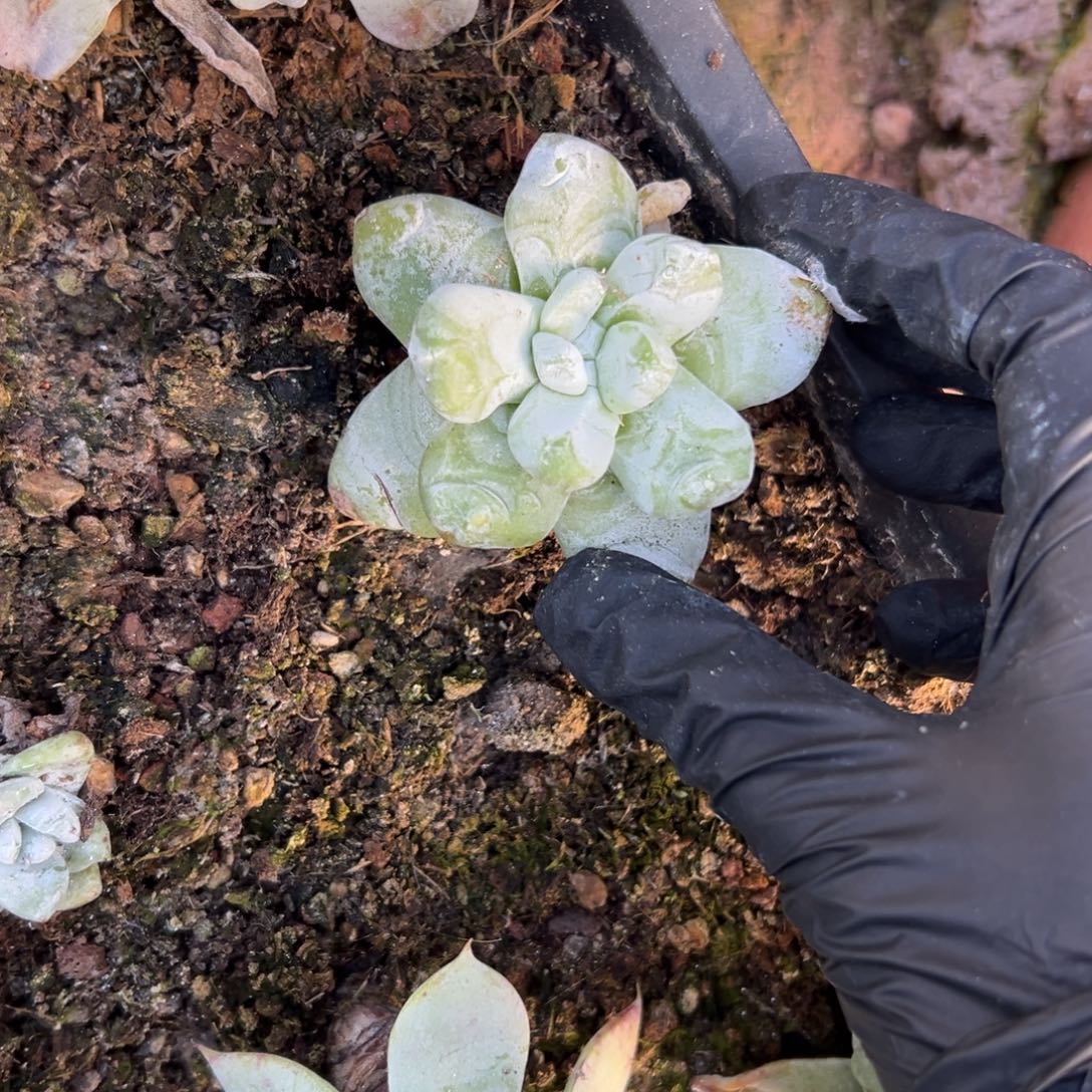 可可爱爱拇指～一物一拍就2345