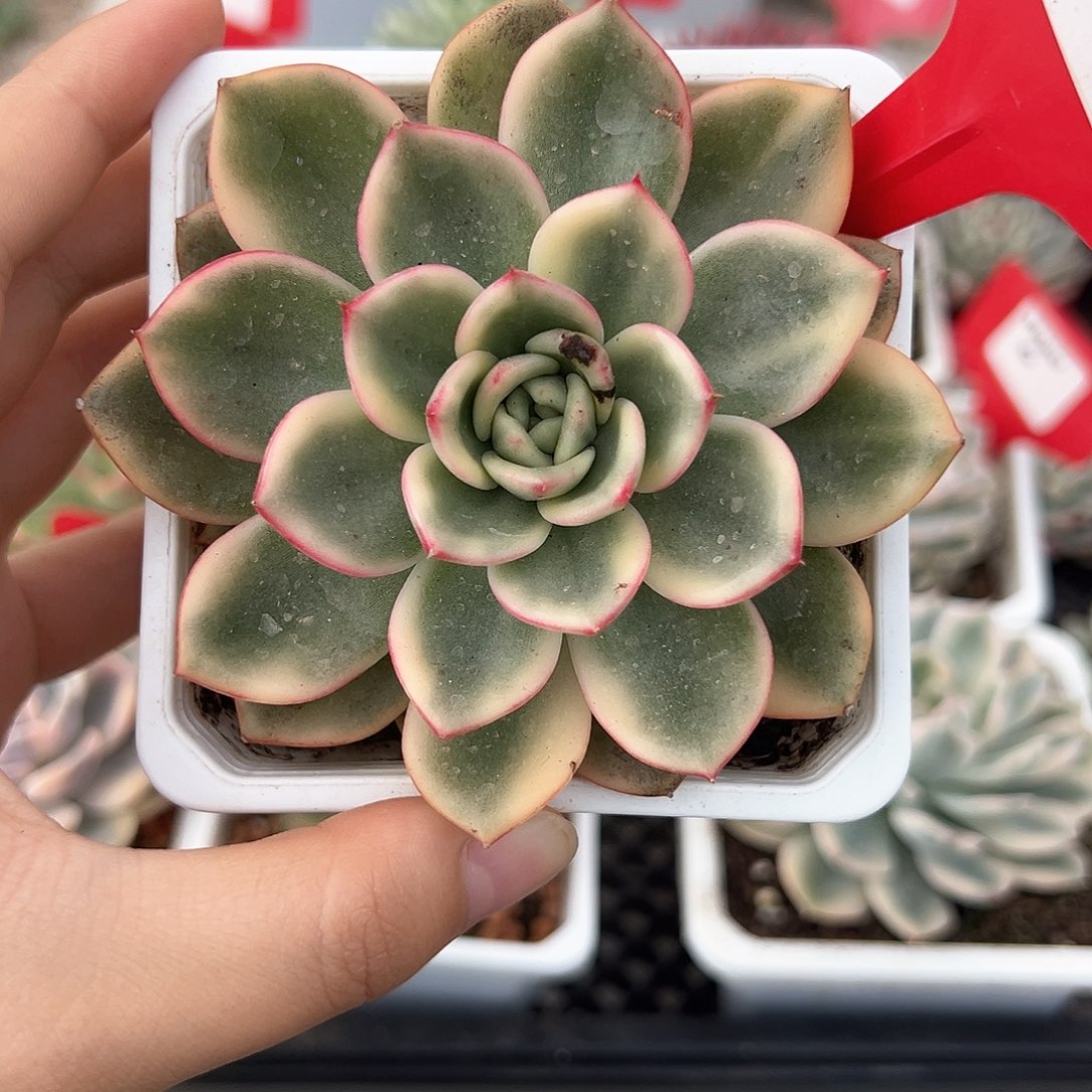 5号蔚蓝锦多肉植物