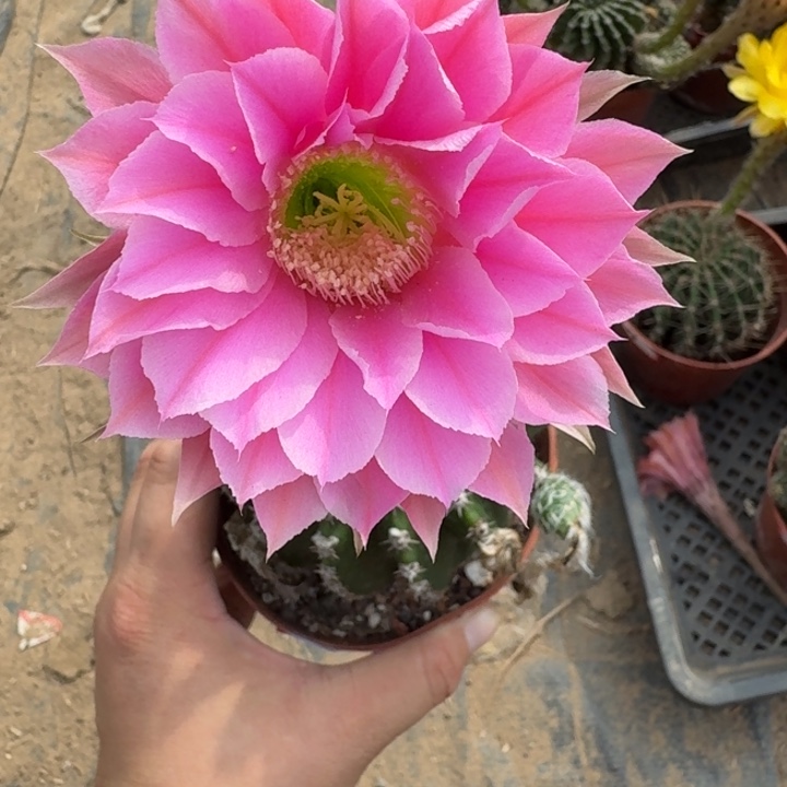 481实生彩草瘦脱土掰花斑
