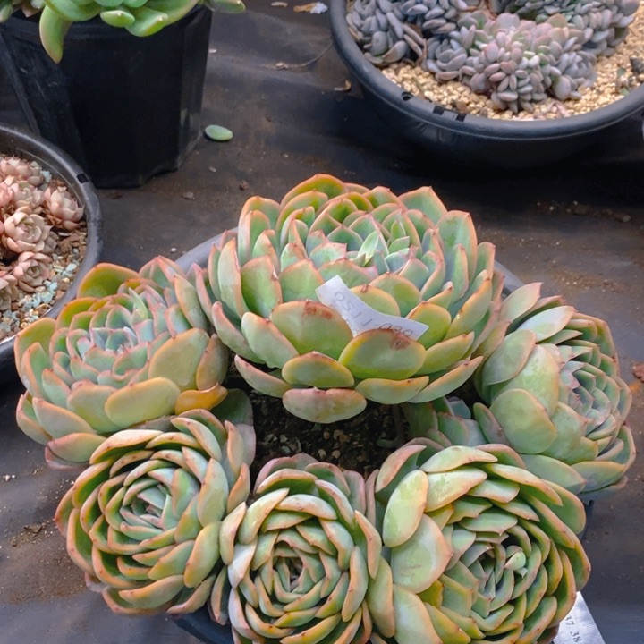 夏悦多肉0211-36晨露