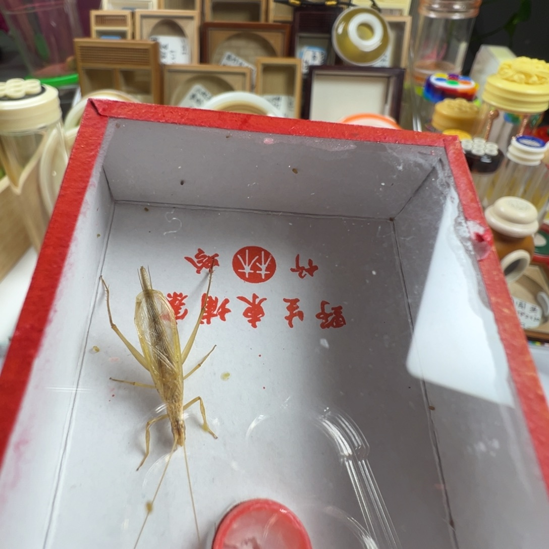 小***倌蟋蟀三只柬埔寨漂亮