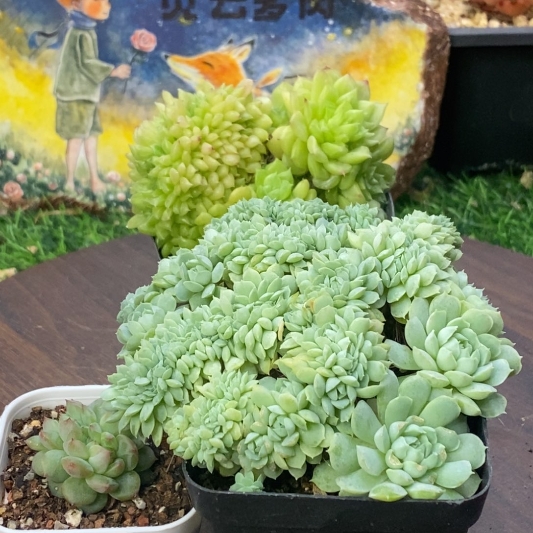 第***李三颗缀化一物一拍