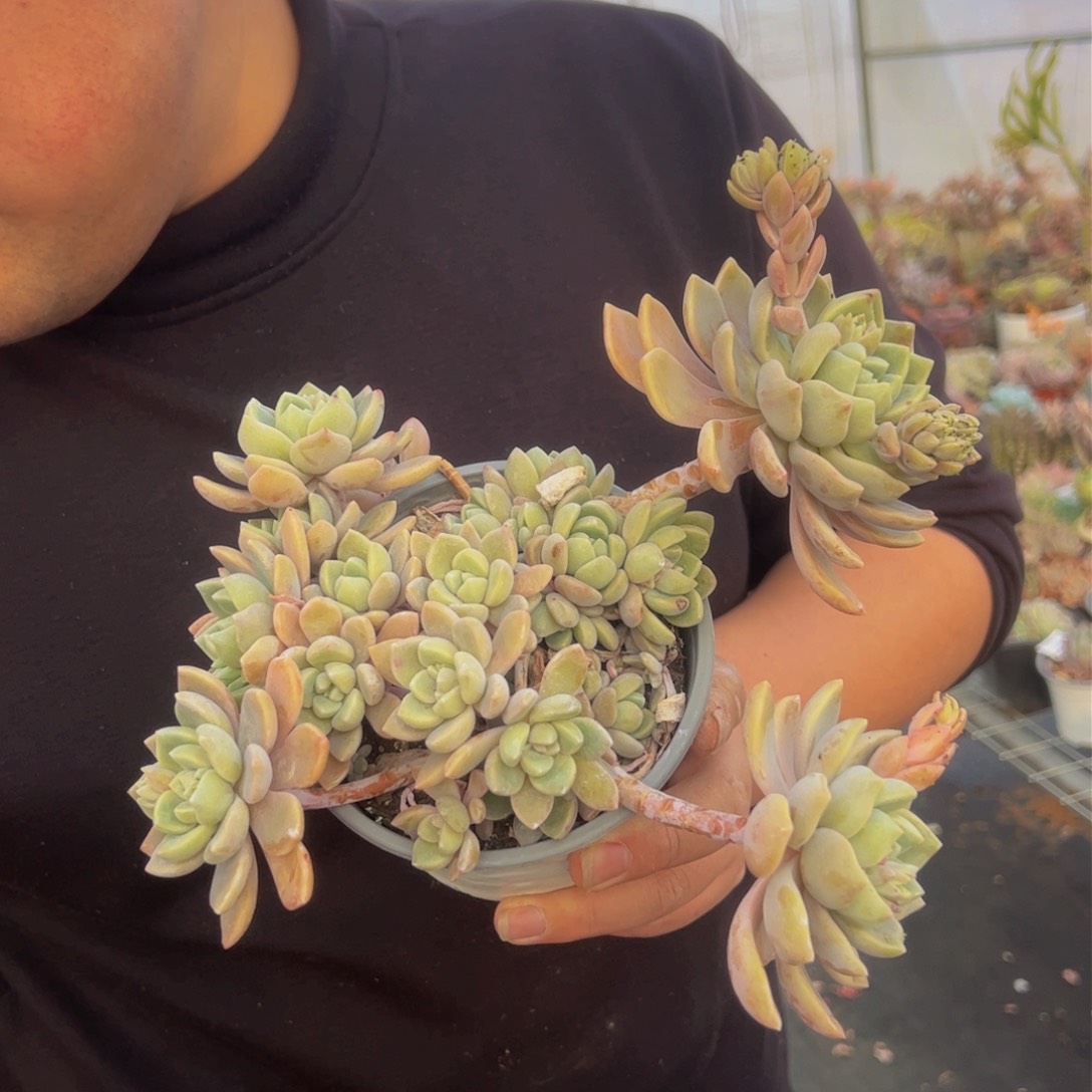 克罗伊大盆多肉植物