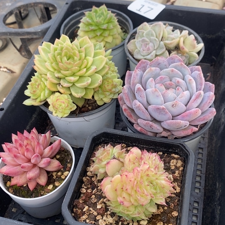 17 多肉植物盆栽花卉