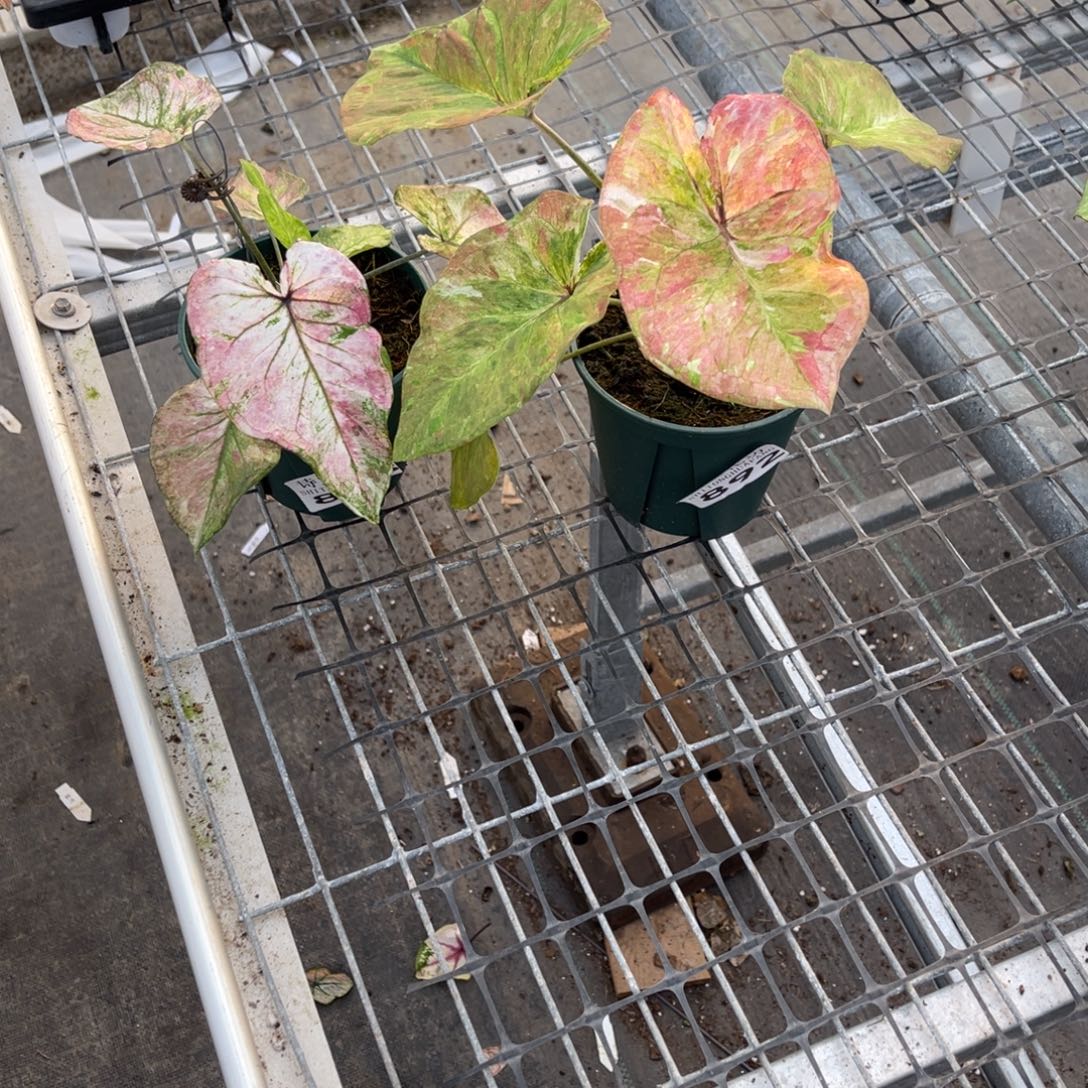 库***a无花朵         892.893紫色彩色不包售后