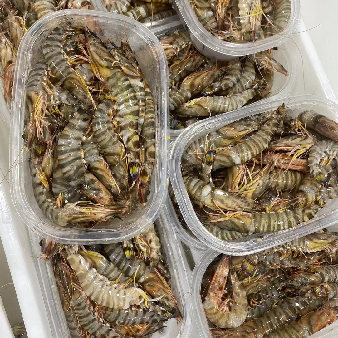 象之鲜石浦残次软壳掉头适合剥虾仁小竹节虾