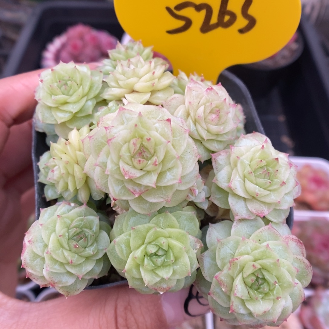 编号麦秆群生可拍5263号
